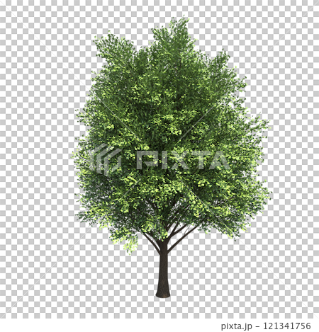 big tree, isolate on a transparent background, 3d illustration big tree, isolate on a transparent background, 3d illustration 121341756