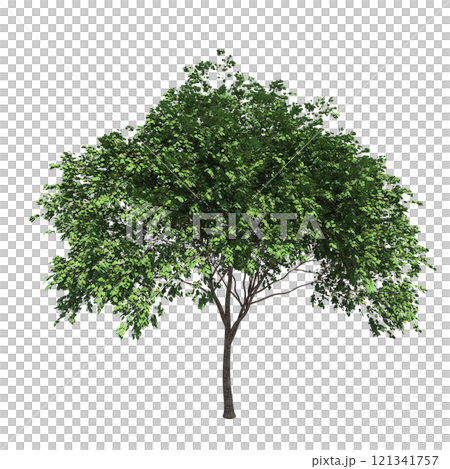 big tree, isolate on a transparent background, 3d illustration big tree, isolate on a transparent background, 3d illustration 121341757