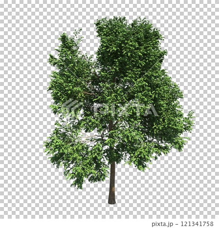 big tree, isolate on a transparent background, 3d illustration big tree, isolate on a transparent background, 3d illustration 121341758