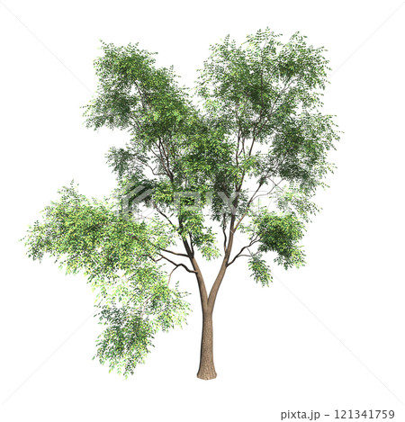 big tree, isolate on a transparent background, 3d illustration 121341759