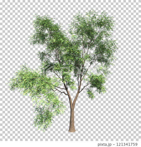 big tree, isolate on a transparent background, 3d illustration 121341759
