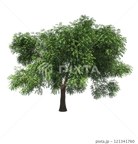 big tree, isolate on a transparent background,...のイラスト素材 [121341760 ...
