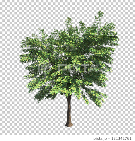 big tree, isolate on a transparent background, 3d illustration big tree, isolate on a transparent background, 3d illustration 121341761