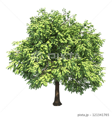 big tree, isolate on a transparent background,...のイラスト素材 [121341765 ...