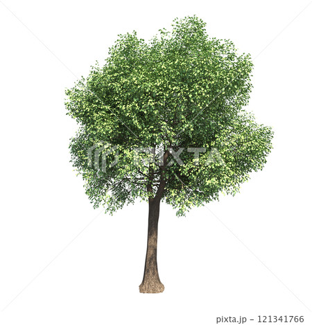 big tree, isolate on a transparent background,...のイラスト素材 [121341766 ...