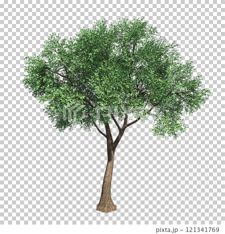 big tree, isolate on a transparent background, 3d illustration 121341769