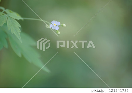 フウセンカズラ 121341783