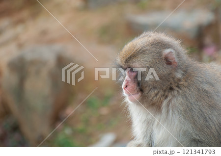 ニホンザル　嵐山モンキーパークいわたやま 121341793