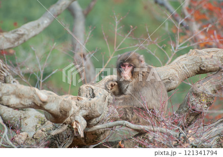 木の上にすわるニホンザル　嵐山モンキーパークいわたやま 121341794