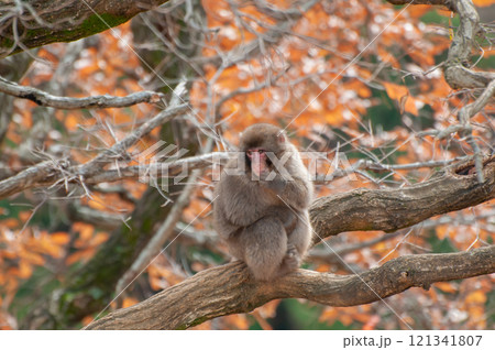 木の上にすわるニホンザル　嵐山モンキーパークいわたやま 121341807