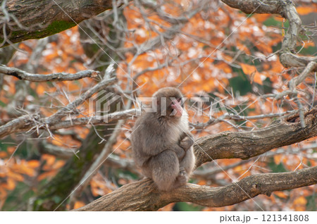 木の上にすわるニホンザル 嵐山モンキーパークいわたやま 木の上にすわるニホンザル 嵐山モンキーパークいわたやま 121341808