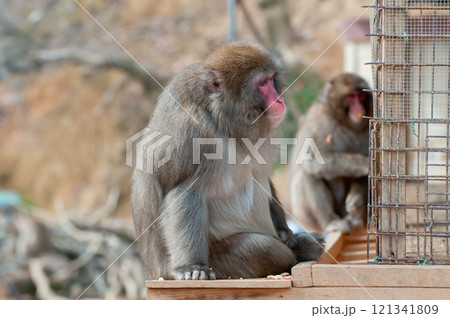 ニホンザル　嵐山モンキーパークいわたやま 121341809