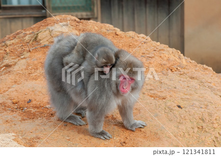 ニホンザルの親子　嵐山モンキーパークいわたやま 121341811