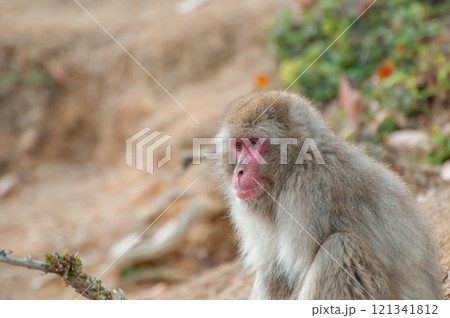 ニホンザル 嵐山モンキーパークいわたやま ニホンザル 嵐山モンキーパークいわたやま 121341812