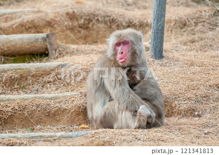ニホンザルの親子　嵐山モンキーパークいわたやま 121341813