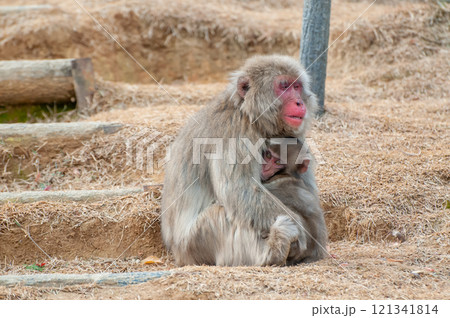 ニホンザルの親子 嵐山モンキーパークいわたやま ニホンザルの親子 嵐山モンキーパークいわたやま 121341814