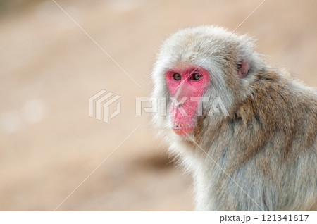 ニホンザル 嵐山モンキーパークいわたやま ニホンザル 嵐山モンキーパークいわたやま 121341817