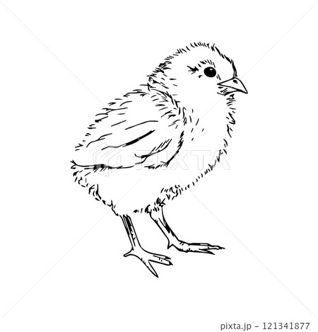 Hand-drawn black and white vector illustration of a little cute chicken 121341877