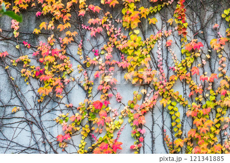 晩秋・紅葉 121341885