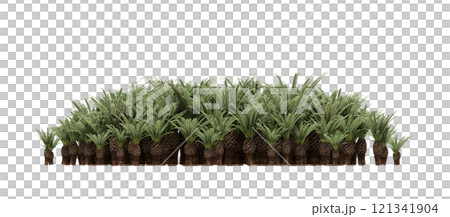 group of trees isolated on a transparent background, forest, sketch, outline illustration, cg render group of trees isolated on a transparent background, forest, sketch, outline illustration, cg render 121341904