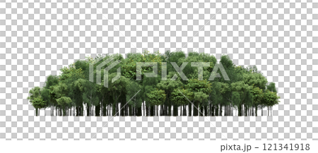 group of trees isolated on a transparent background, forest, sketch, outline illustration, cg render group of trees isolated on a transparent background, forest, sketch, outline illustration, cg render 121341918