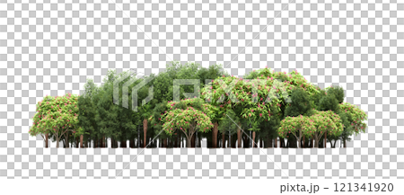 group of trees isolated on a transparent background, forest, sketch, outline illustration, cg render group of trees isolated on a transparent background, forest, sketch, outline illustration, cg render 121341920