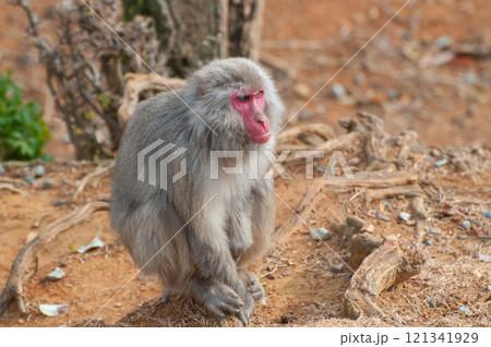 ニホンザル　嵐山モンキーパークいわたやま 121341929