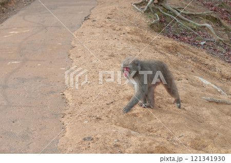 ニホンザル　嵐山モンキーパークいわたやま 121341930