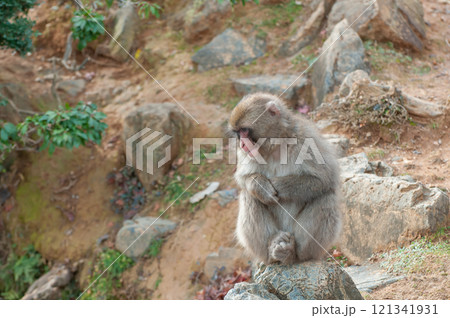 ニホンザル 嵐山モンキーパークいわたやま ニホンザル 嵐山モンキーパークいわたやま 121341931