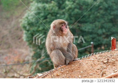 ニホンザル　嵐山モンキーパークいわたやま 121341932
