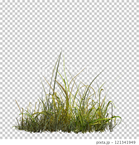 wild field grass, isolated on a transparent background, 3D illustration, cg render 121341949