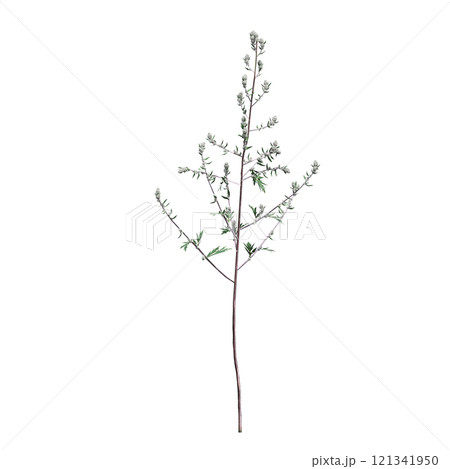 wild field grass, isolated on a transparent background, 3D illustration, cg render 121341950