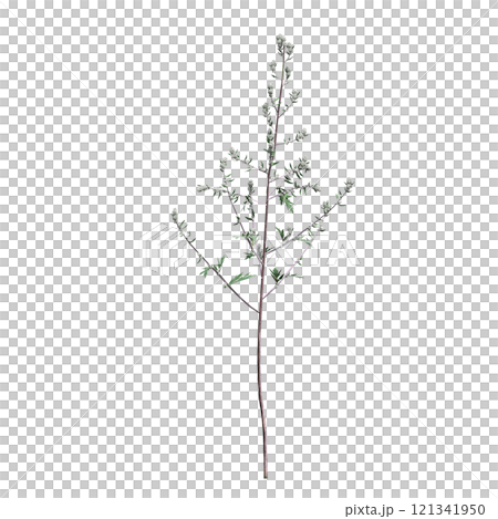 wild field grass, isolated on a transparent background, 3D illustration, cg render 121341950