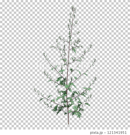 wild field grass, isolated on a transparent background, 3D illustration, cg render 121341951
