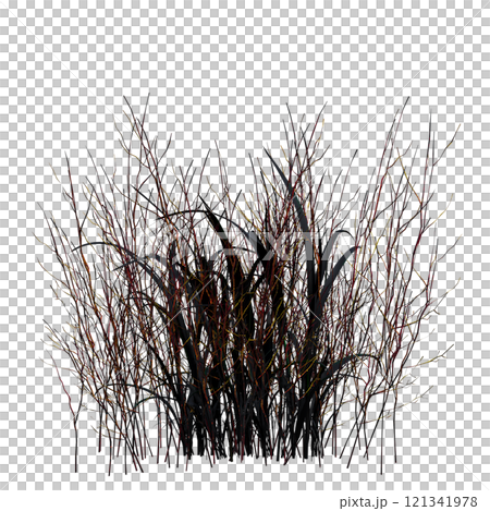 wild field grass, isolated on a transparent background, 3D illustration, cg render 121341978