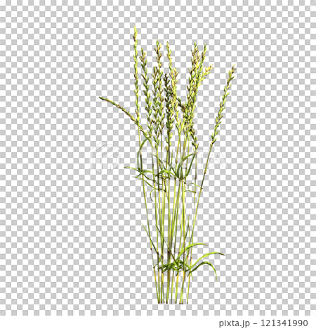 wild field grass, isolated on a transparent background, 3D illustration, cg render 121341990