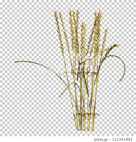 wild field grass, isolated on a transparent background, 3D illustration, cg render wild field grass, isolated on a transparent background, 3D illustration, cg render 121341991