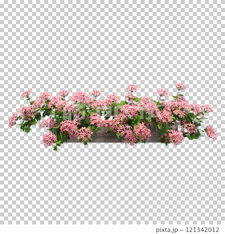 decorative flower in a pot isolate on a transparent background, 3D illustration, cg render 121342012