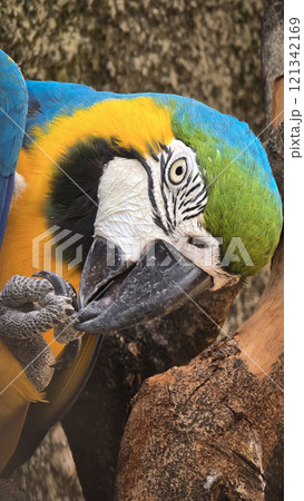striking blue and yellow macaw or Ara ararauna, a blue and yellow parrot in a detailed close up, the vibrant feathers contrast beautifully with the soft, neutral background, highlighting the bird's striking blue and yellow macaw or Ara ararauna, a blue and yellow parrot in a detailed close up, the vibrant feathers contrast beautifully with the soft, neutral background, highlighting the bird's 121342169