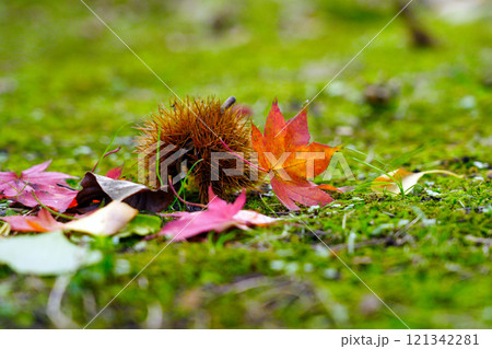 初秋のもみじ 初秋のもみじ 121342281