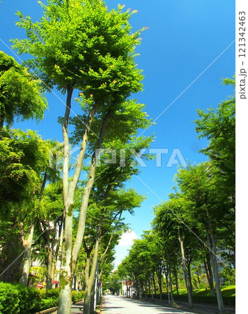 初夏の住宅地の新緑の欅通り風景 初夏の住宅地の新緑の欅通り風景 121342463