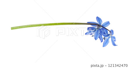 Blue scilla flower isolated on white background. Profile view. 121342470