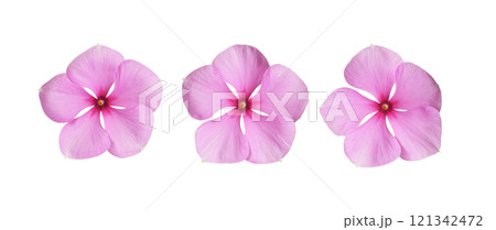 Set of pink catharanthus flowers isolated on white 121342472