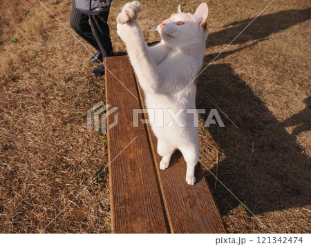公園のベンチで遊ぶ可愛い猫 公園のベンチで遊ぶ可愛い猫 121342474