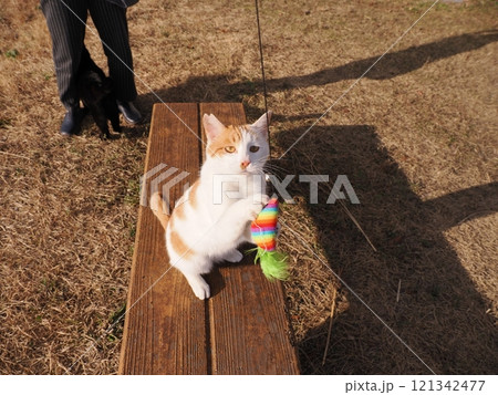 公園のベンチで遊ぶ可愛い猫 121342477