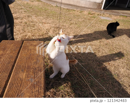 公園のベンチで遊ぶ可愛い猫 公園のベンチで遊ぶ可愛い猫 121342483