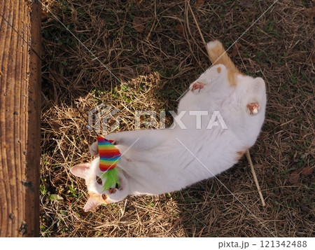公園のベンチで遊ぶ可愛い猫 公園のベンチで遊ぶ可愛い猫 121342488