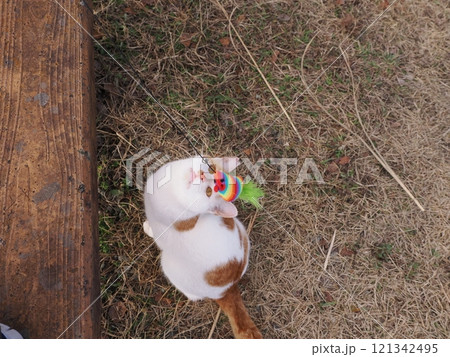公園のベンチで遊ぶ可愛い猫 公園のベンチで遊ぶ可愛い猫 121342495