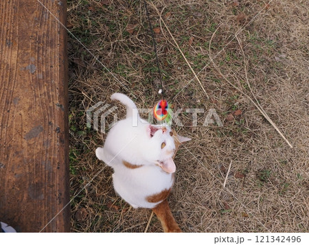 公園のベンチで遊ぶ可愛い猫 公園のベンチで遊ぶ可愛い猫 121342496