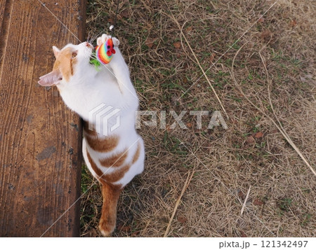 公園のベンチで遊ぶ可愛い猫 公園のベンチで遊ぶ可愛い猫 121342497